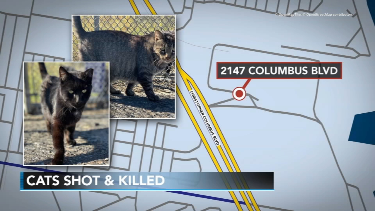Pennsylvania SPCA asking for help after 2 cats killed in South Philly