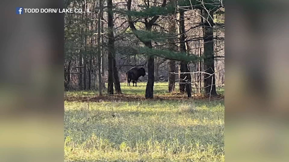 Buffalo on the loose in far north suburbs