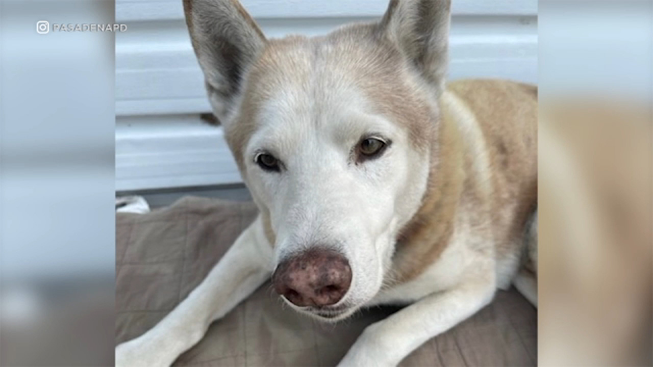 Dog's GPS collar helps Pasadena police track down stolen car, suspect