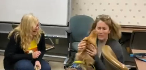 Watch: Dog lost in Chicago area during move reunited with family