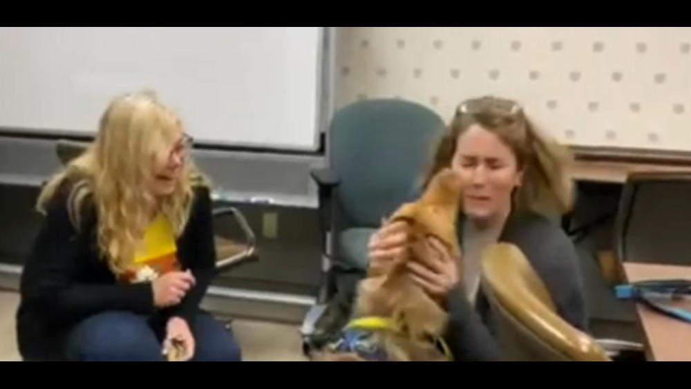 Watch: Dog lost in Chicago area during move reunited with family