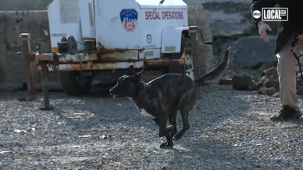 These K-9 recruits have a nose for solving mysteries