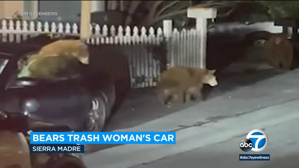 Bear cubs sneak into woman's car in Sierra Madre and rip it to shreds