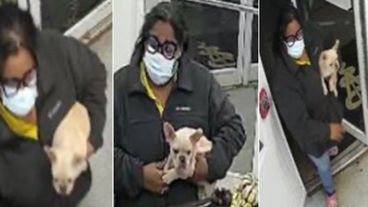 Woman wanted for questioning in connection to stolen French Bulldog
