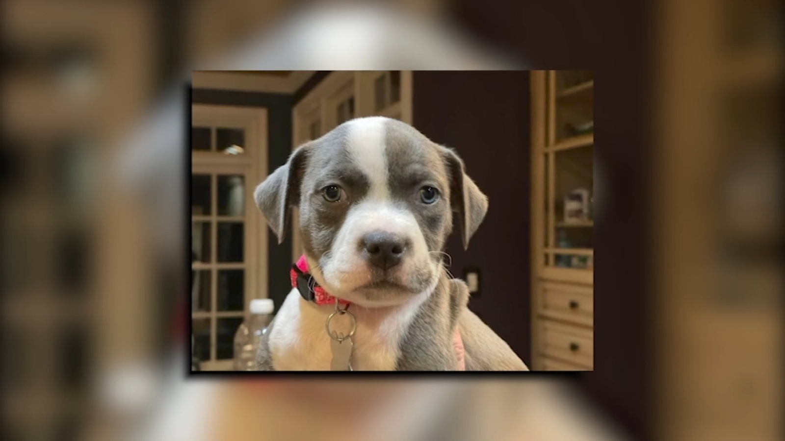 $1,000 reward offered for return of Miss Percy -- puppy stolen at ...