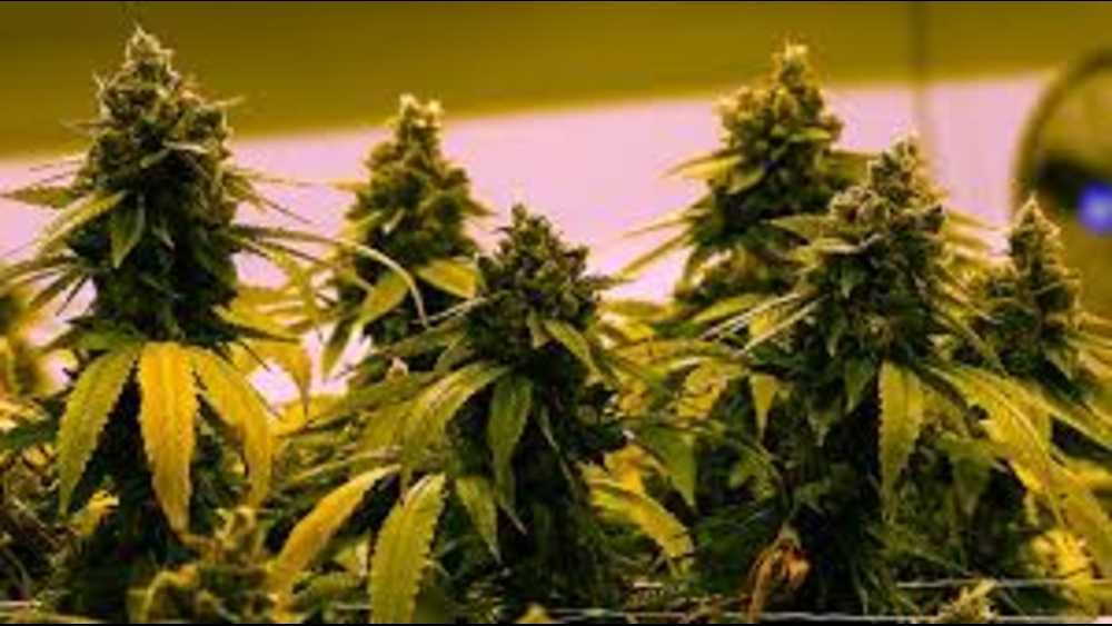 California marijuana companies warn of impending industry collapse