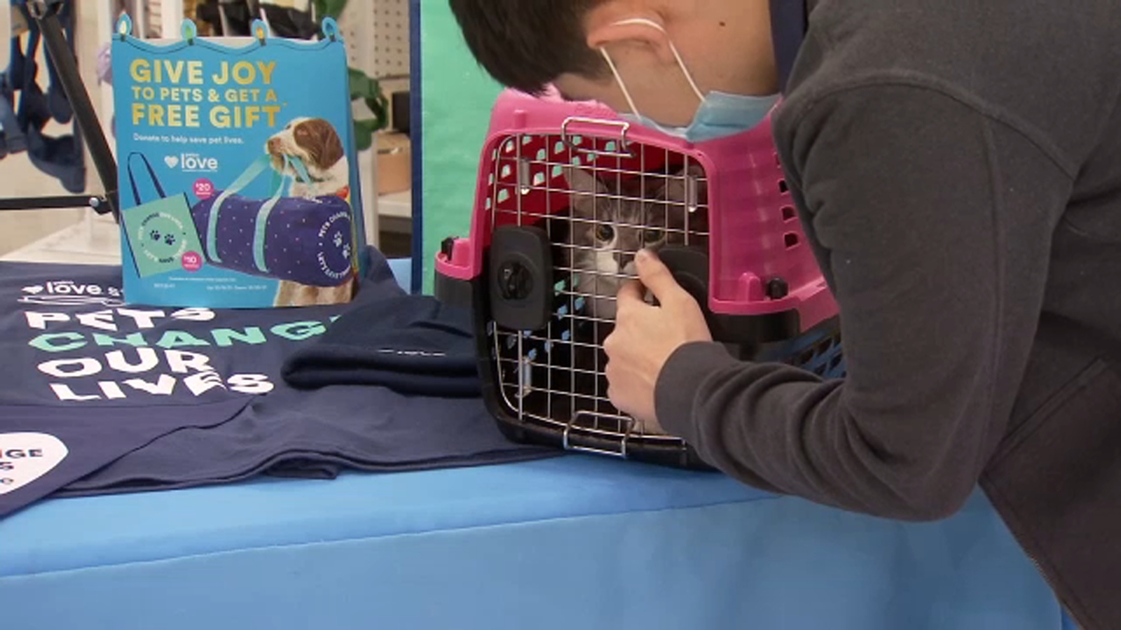 Fresno teen's heartwarming story wins 1,000 for local cat rescue Cat