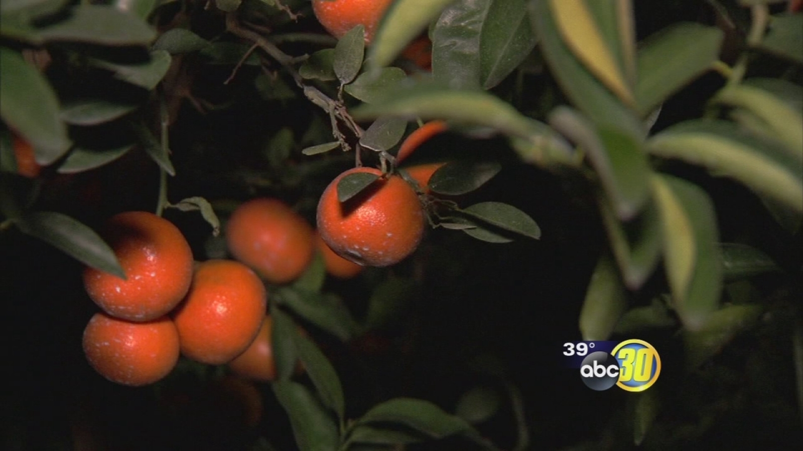 Valley citrus growers trying to protect their crops from freezing