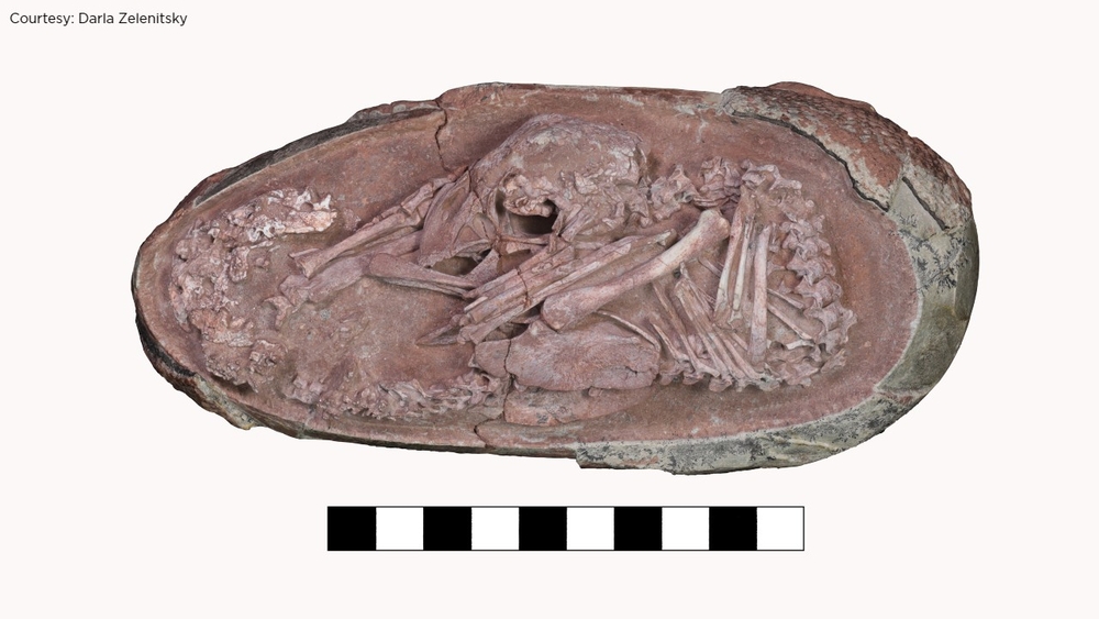 Perfectly preserved baby dinosaur discovered curled up inside its egg