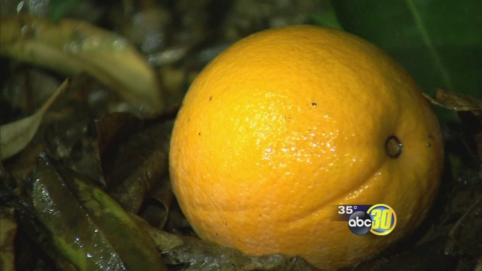 Freezing temperatures have citrus farmers taking steps to protect their