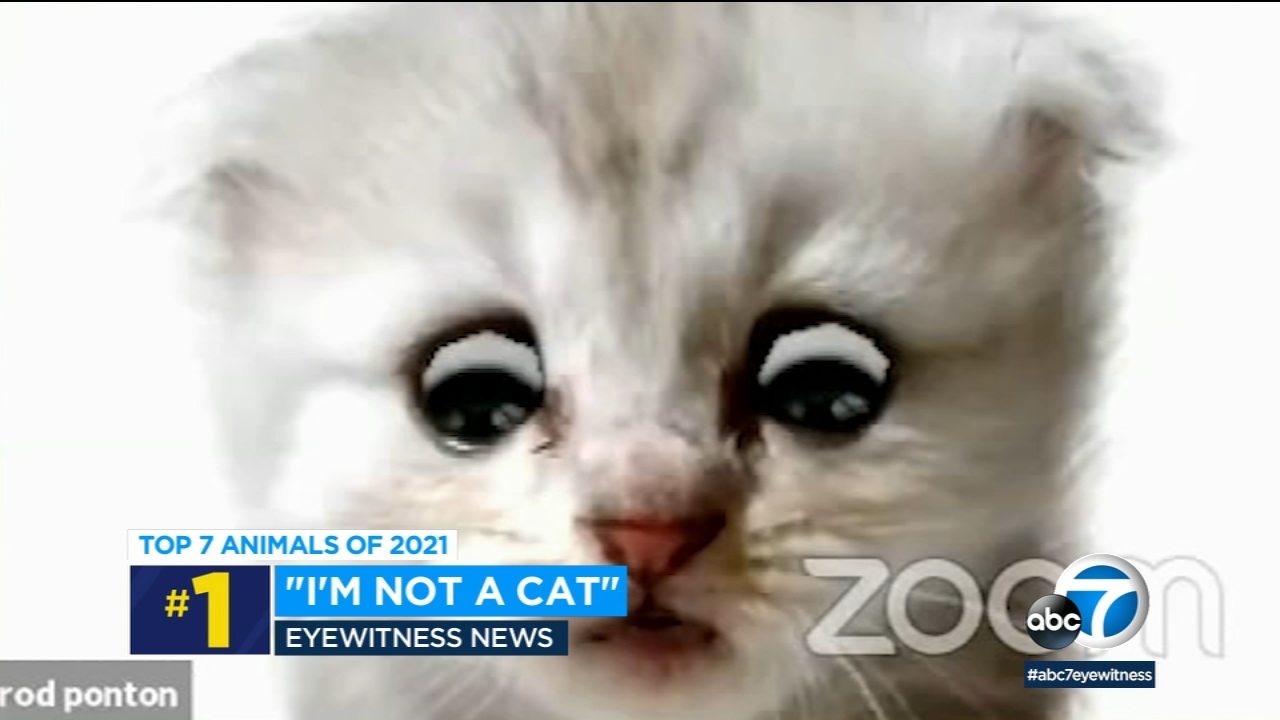 Top 7 animal stories from 2021