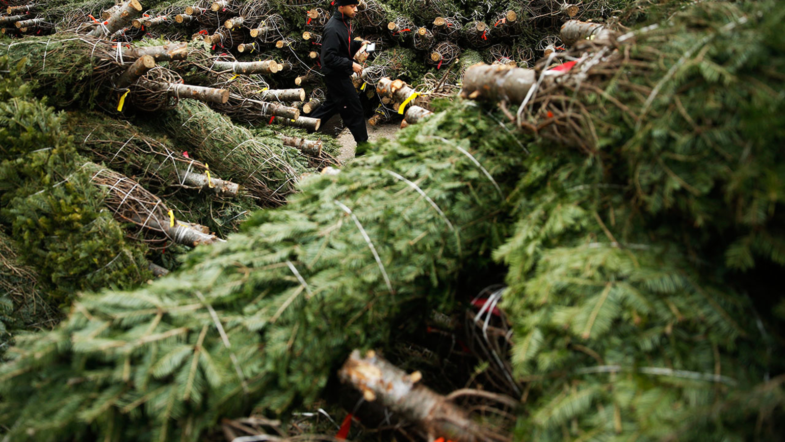 How to get rid of your Christmas tree - ABC13 Houston