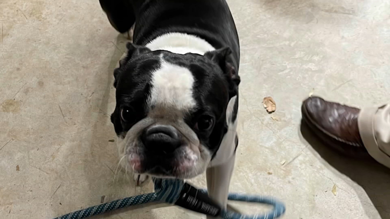 Christmas Car Commercial 2022 Dog Waiting For Owner Boston Terrier Stolen From Car While Owner Stops For Gas On Fm 1960 In  Spring On Way To Christmas Dinner - Abc13 Houston