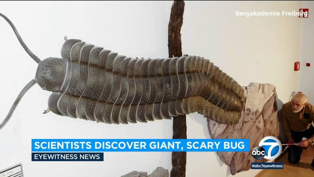 Fossil of a giant millipede reveals 'the biggest bug that ever lived'