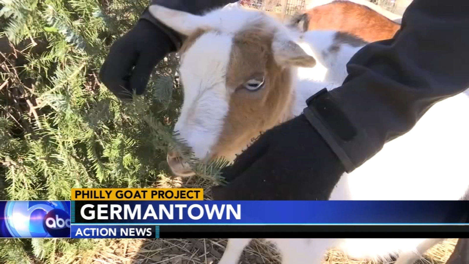 Goats eating Christmas trees program returns to Philadelphia in January