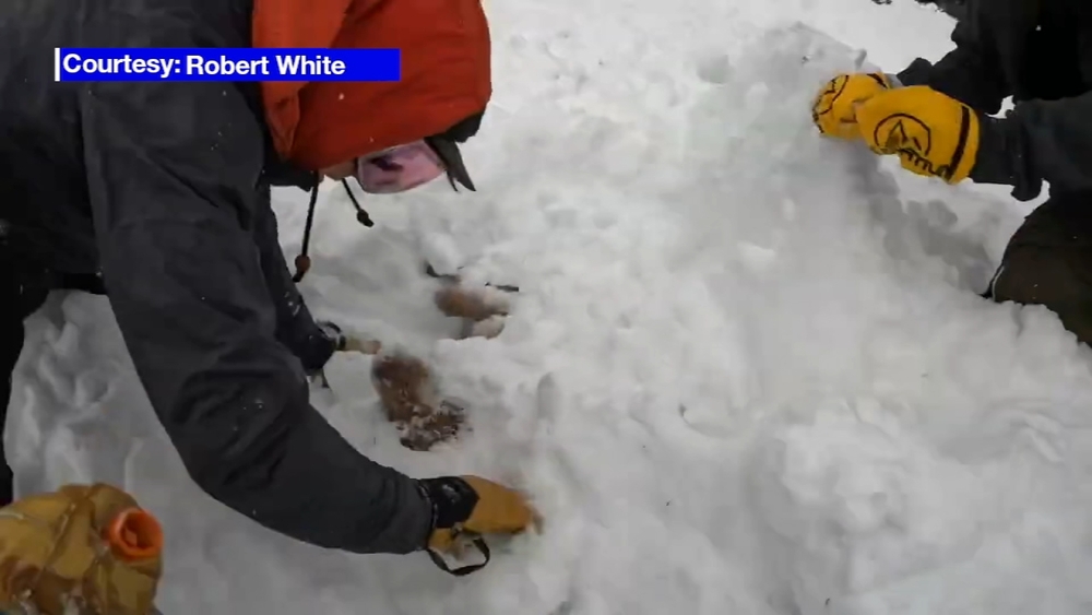 Dog rescued by 2 skiers after avalanche in Colorado