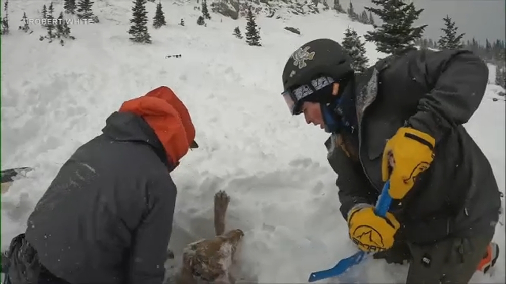 Dog buried in snow, rescued after being swept away in avalanche