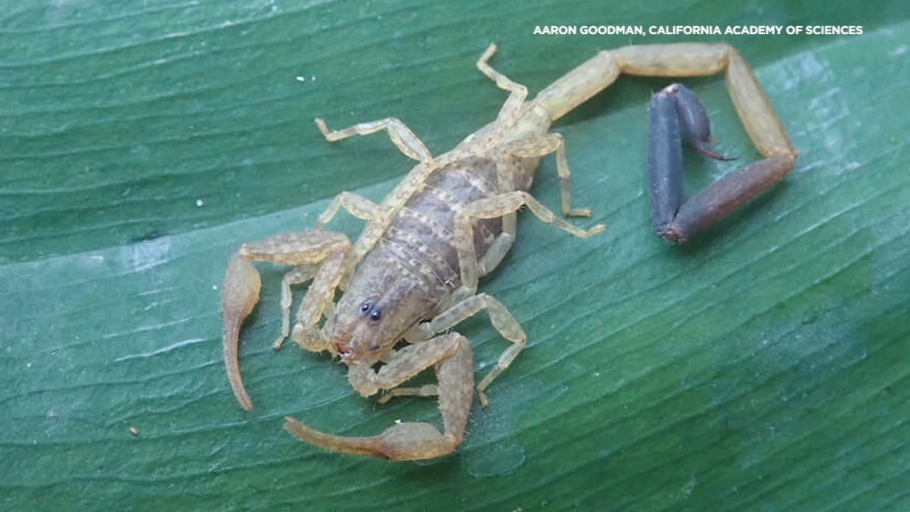 Cal Academy of Sciences researchers discover 70+ new species in 2021