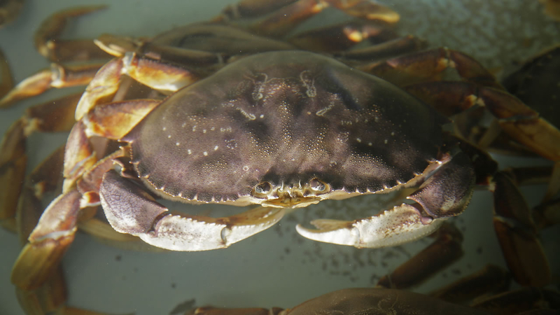 Rock Dungeness Crab Season Opens In Parts Of California Abc7 San Francisco