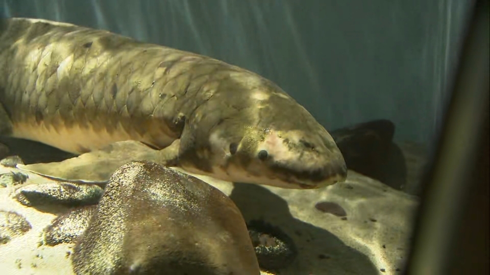 Oldest aquarium fish in the world lives in SF