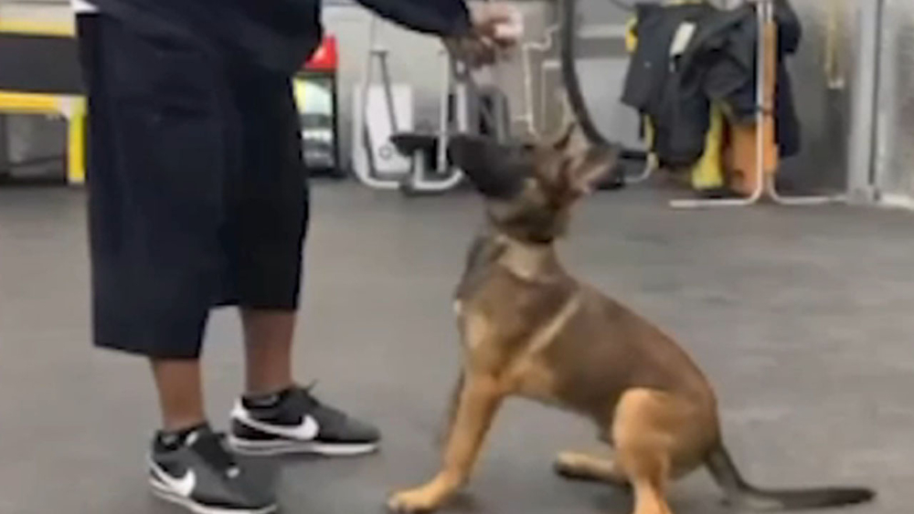Fort Bend Co. animal trainer under investigation over disturbing video