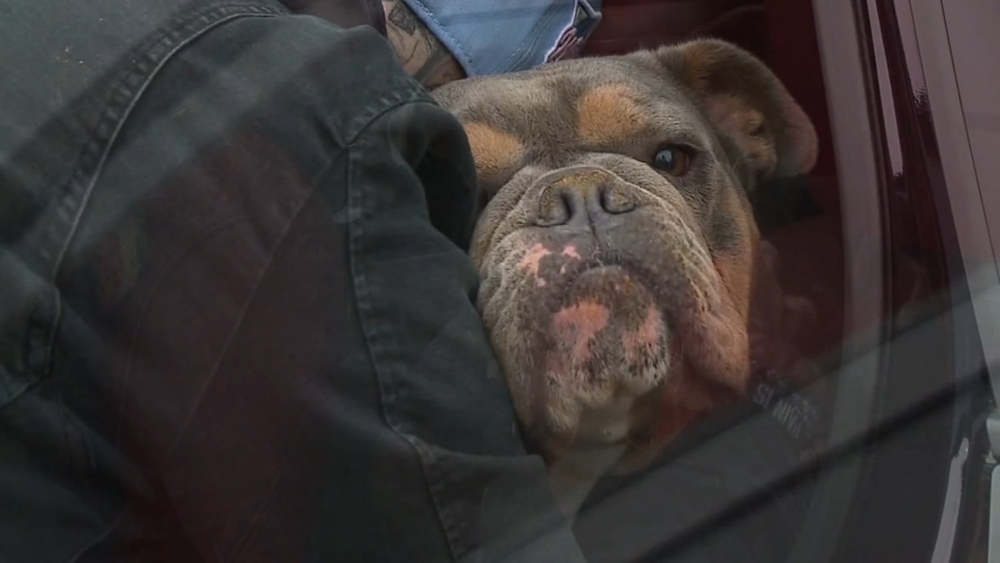 NY woman reunited with lost dog 5 years, 1,000 miles later