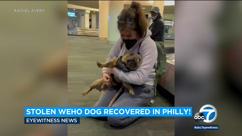 Stolen WeHo Frenchie recovered in Philadelphia, reunited with owner
