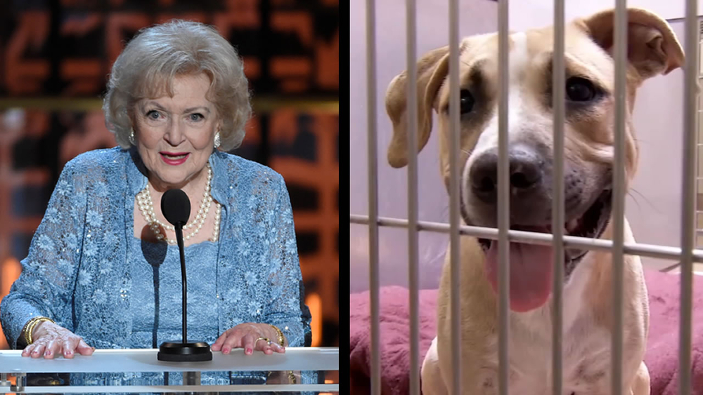 Honoring Betty White: Free animal adoptions in Silicon Valley
