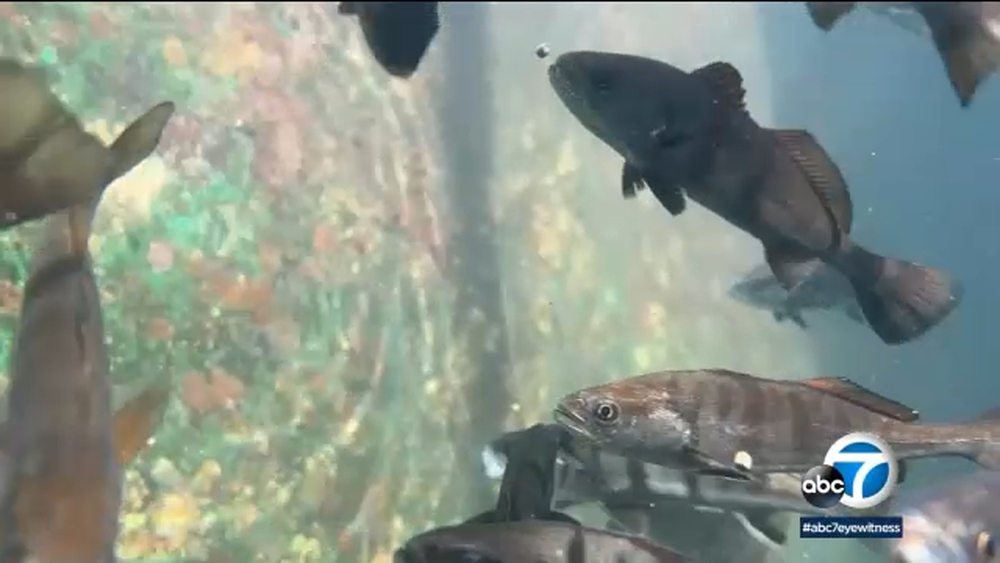 Overfished Pacific White sea bass given new hope at OC nursery