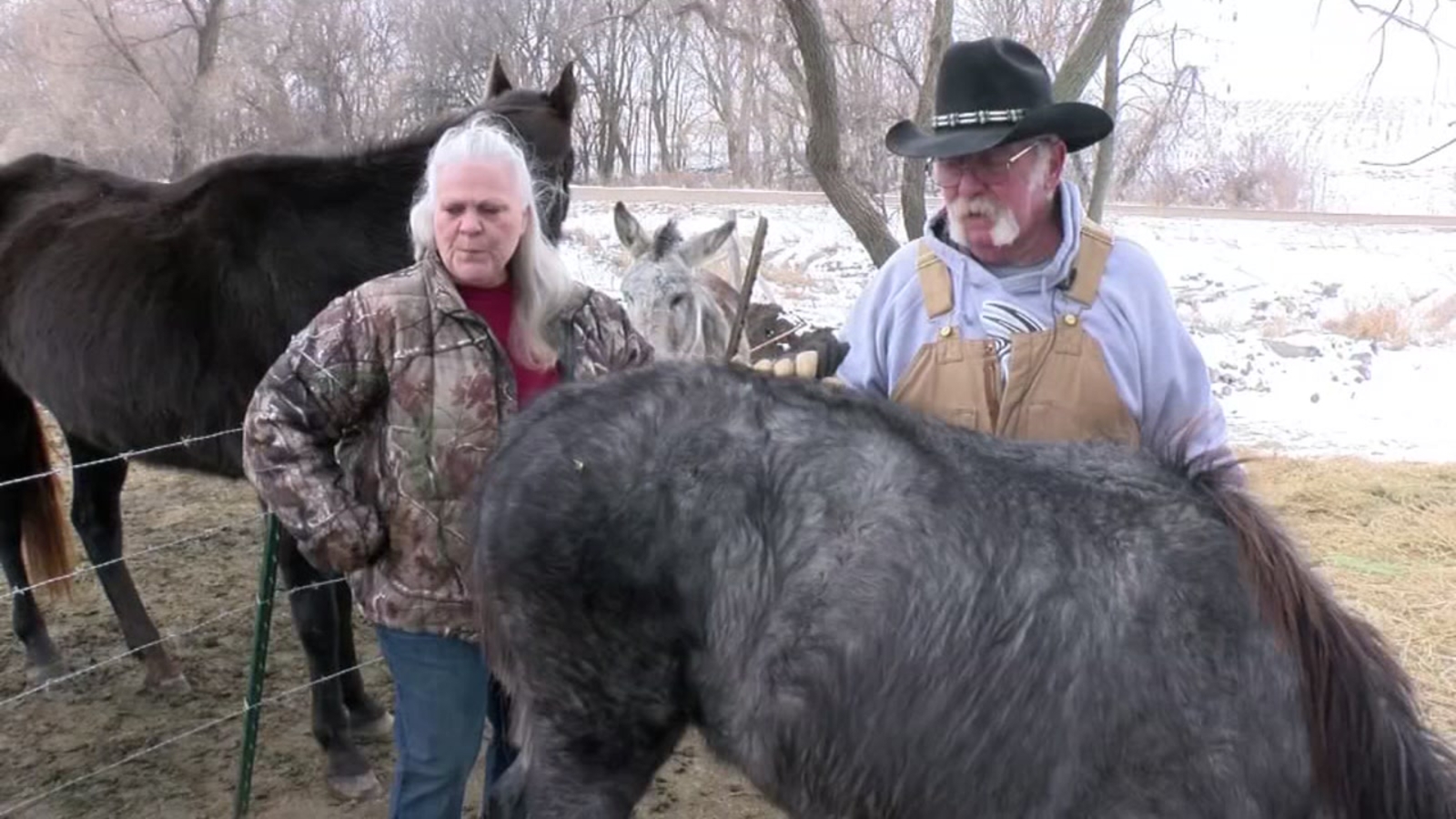 Thieves wanted for chopping off horse tails in Nebraska ABC13 Houston