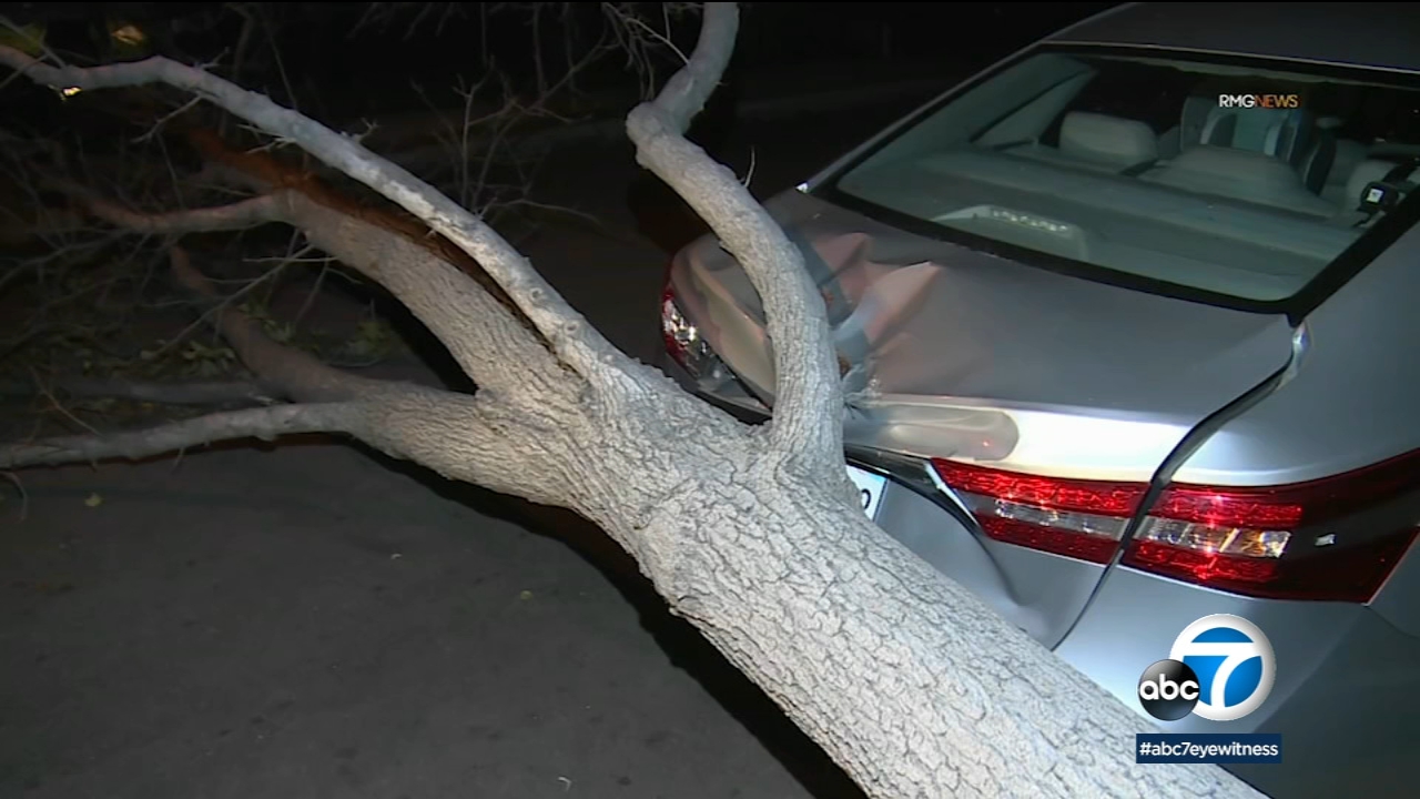 Strong winds topple massive trees in Arcadia, causing major damage