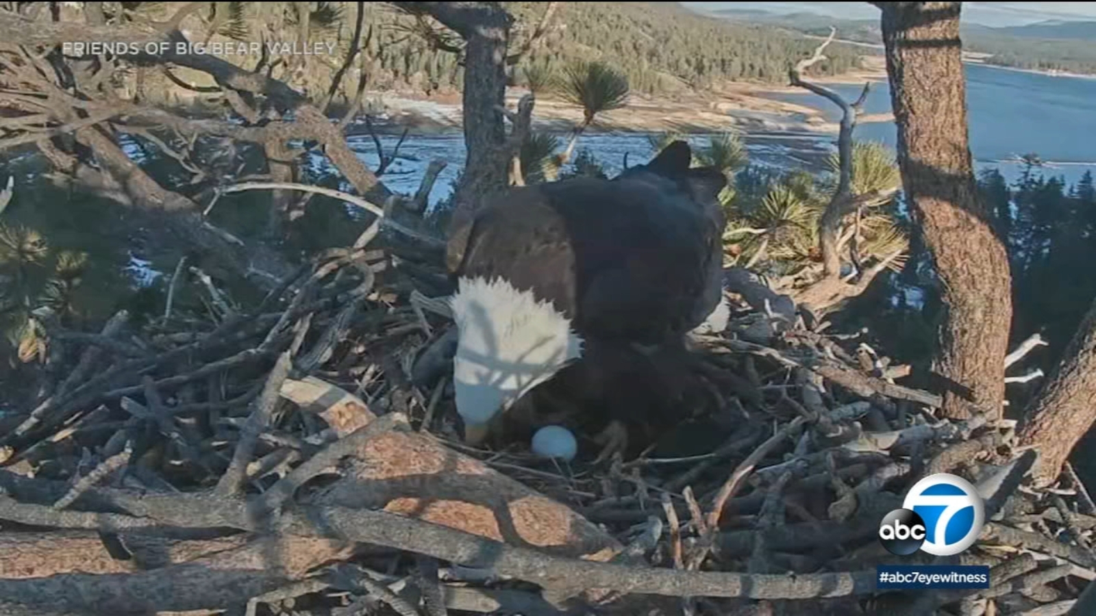 Big Bear bald eagle's first egg laid in 2023 was livestreamed