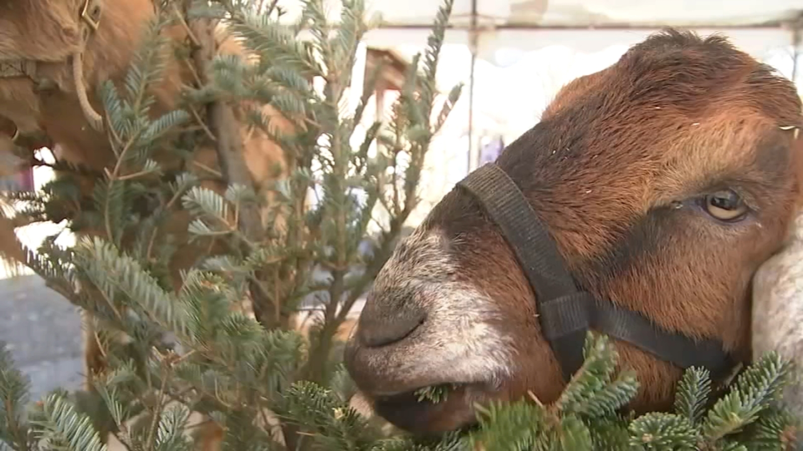 Philly Goat Project holds annual Christmas tree recycling event at Awbury Arboretum 6abc