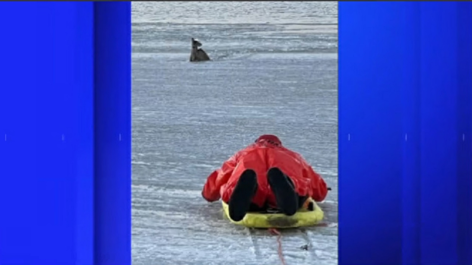 Deer rescued after falling through icy water in Shirley - ABC7 New York