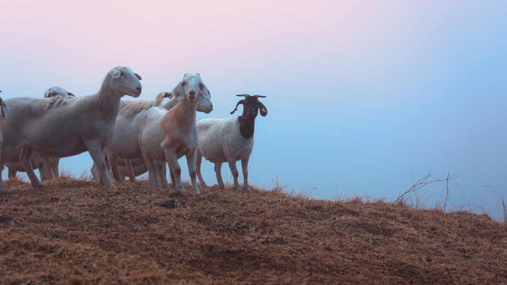 Goats and sheep are helping fight the spread of California wildfires