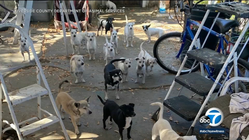 37 dogs impounded after man was facing eviction over number of pets