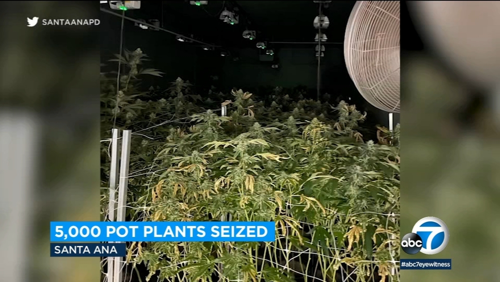 More than 5,000 marijuana plants seized in Santa Ana pot bust