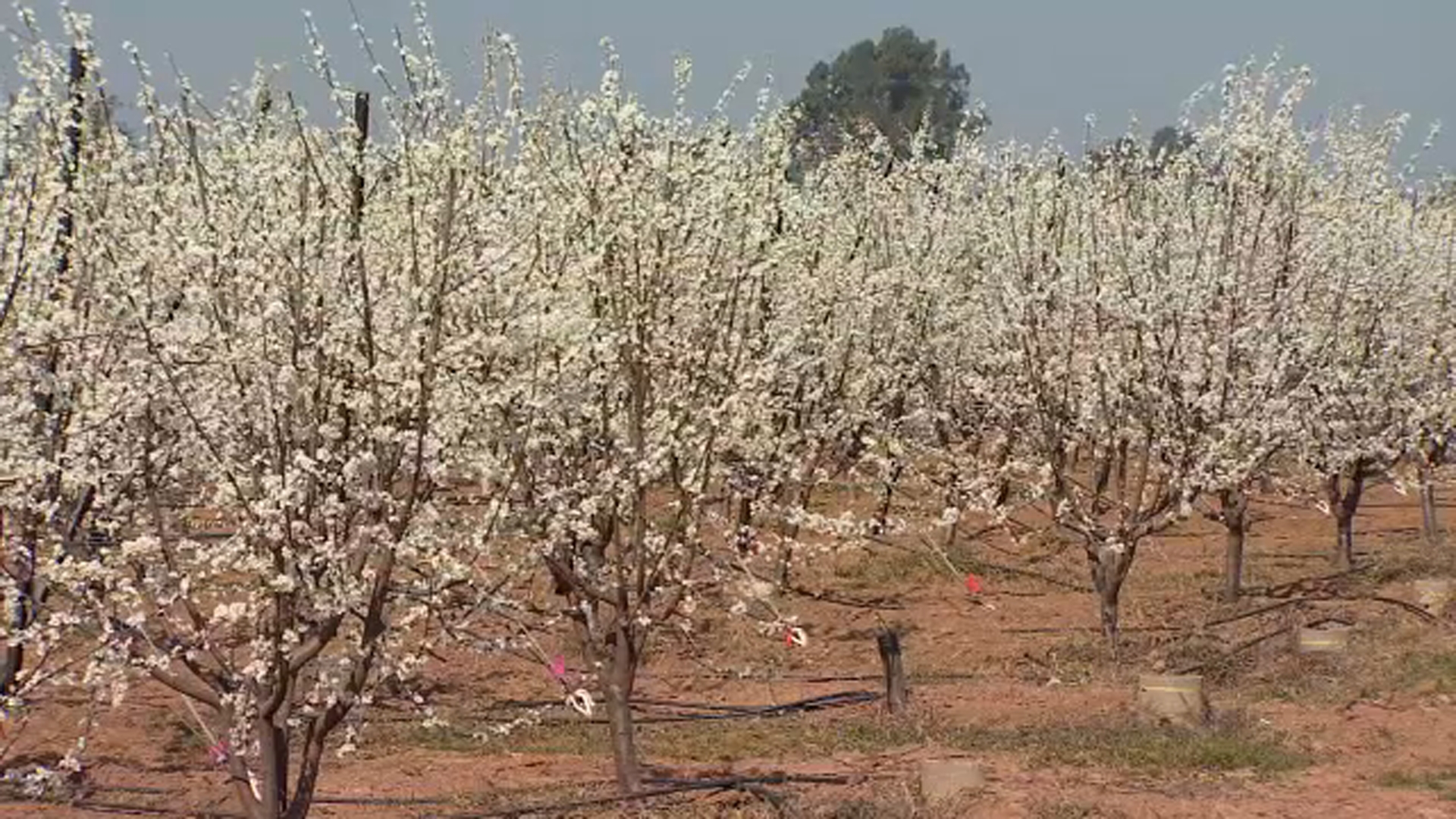 Fresno County's stunning Blossom Trail opening this week