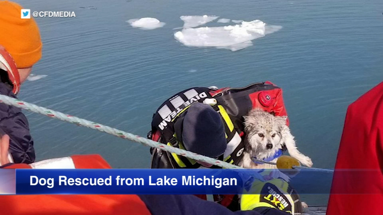 CFD divers rescue dog named Pepper from frigid Lake Michigan