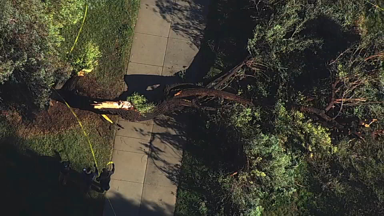 2 teens injured after high winds toppled tree in SJ park