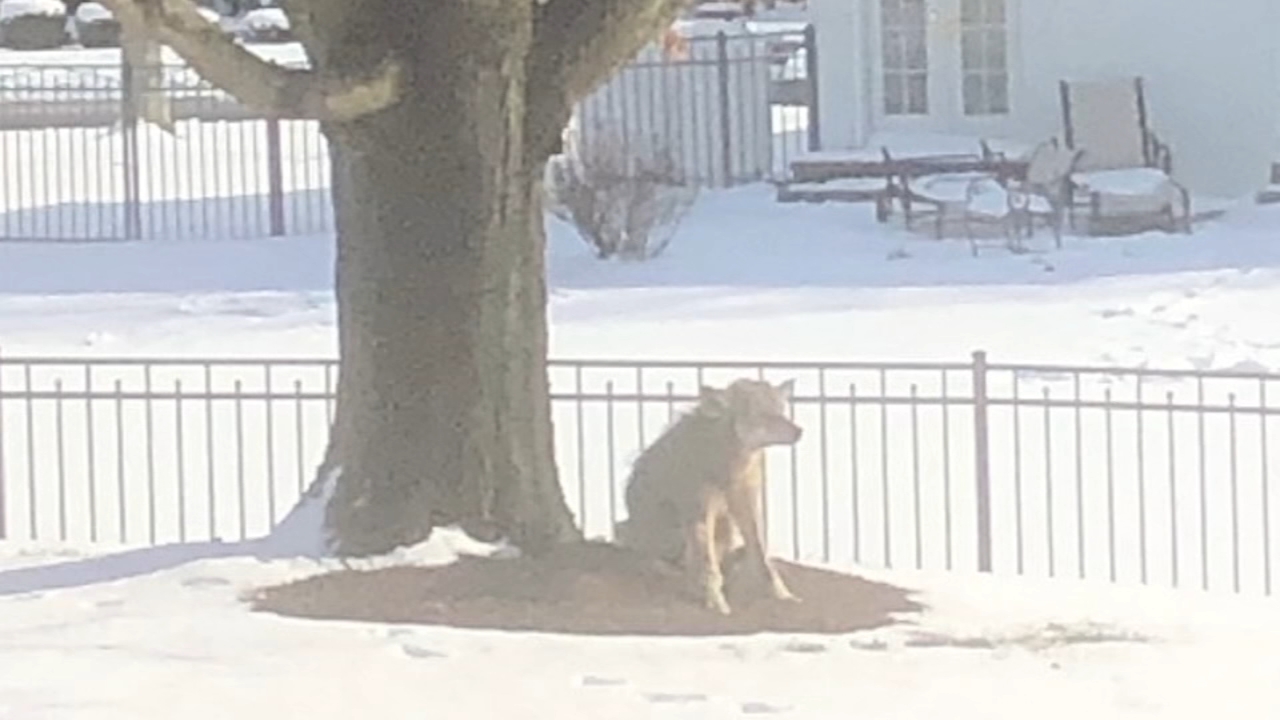 Residents on edge after coyote spotted in neighborhood