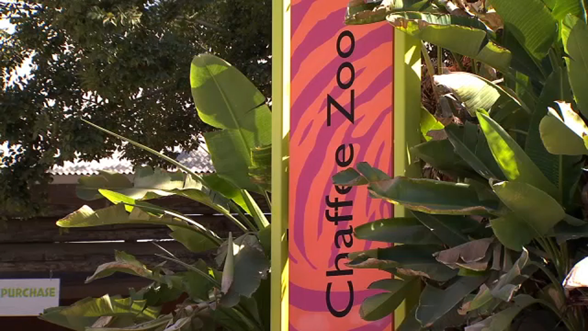 Fresno Chaffee Zoo offering Valentine's Day gift ideas that also support their animals