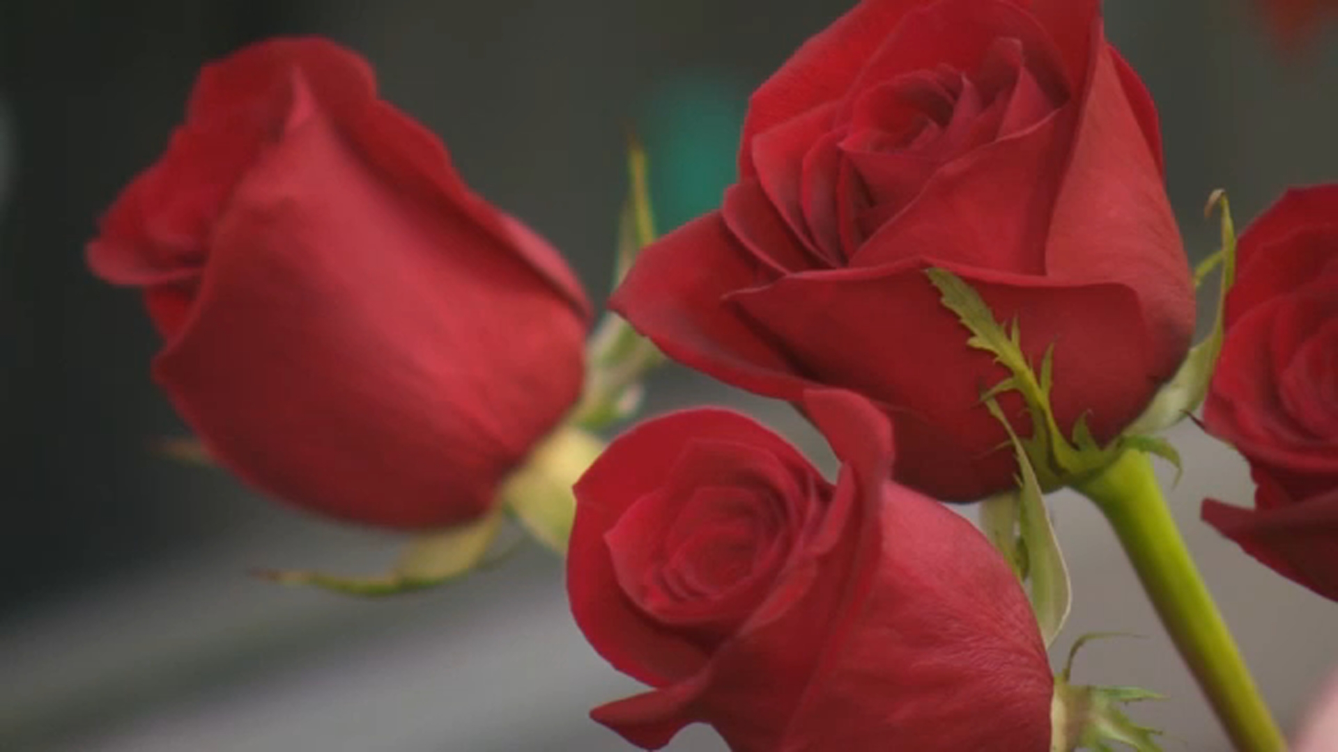 Flowers may cost more this Valentine's Day due to shortages, experts say