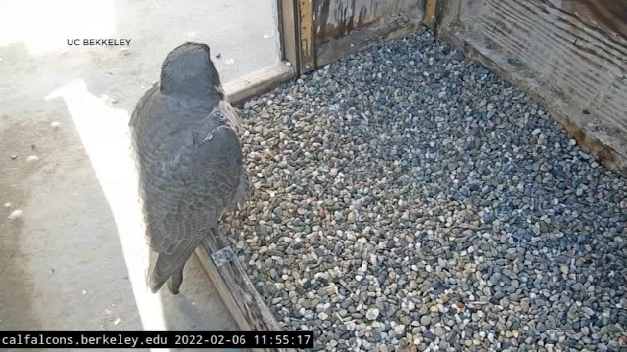 UC Berkley urges public to stop flying drones over falcon nest
