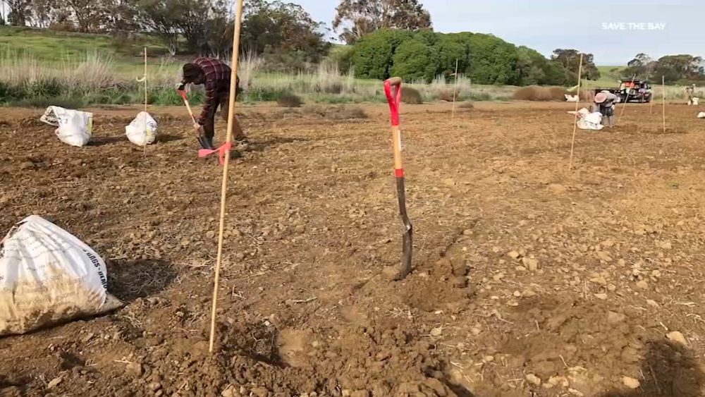 South Bay's levee greening project could be new climate model