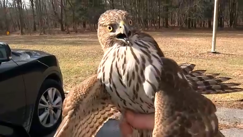 Hawk rescued after becoming trapped in Bronx subway station