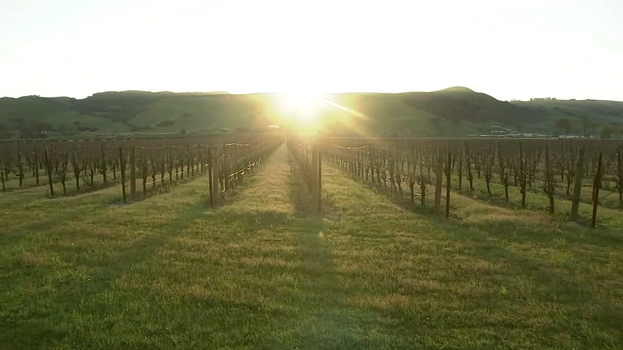 Winemakers keeping eye on vineyards amid rare winter heat wave