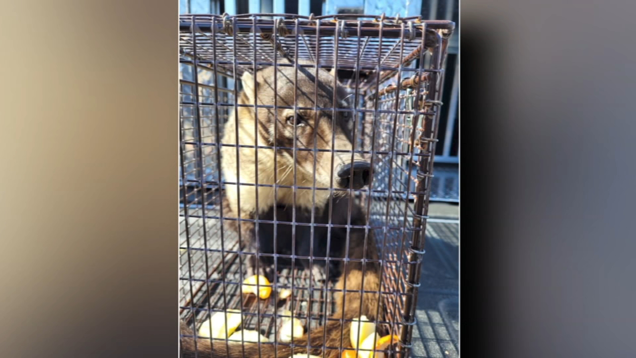 Owner claims lost Coati