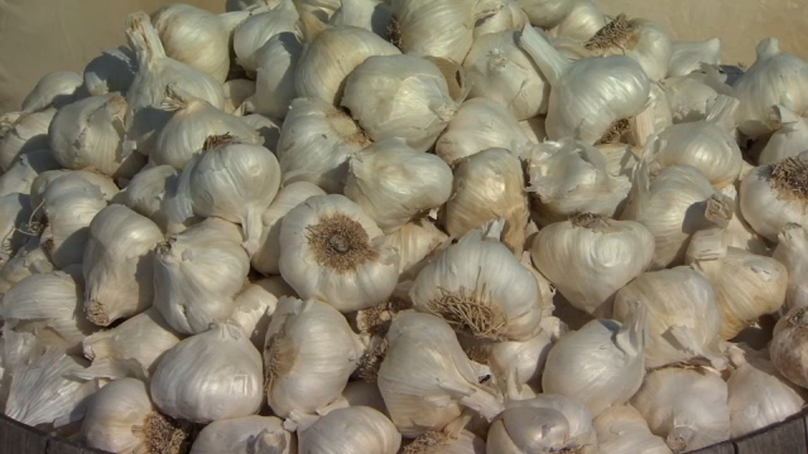 National Garlic Festival to be held at Fresno Fairgrounds in May