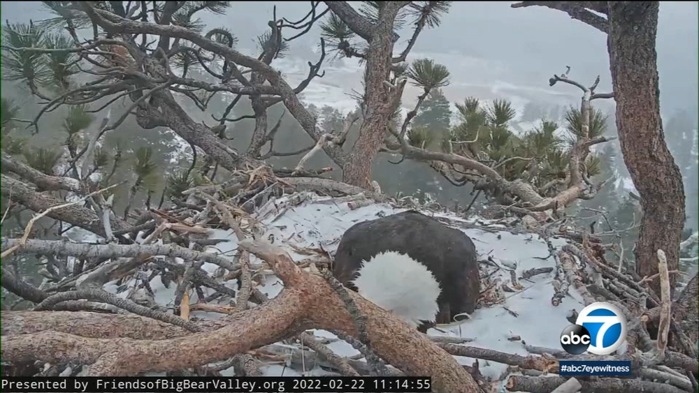 Big Bear bald eagle protects eggs in nest amid snow storm